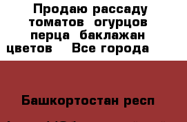 Продаю рассаду томатов, огурцов, перца, баклажан, цветов  - Все города  »    . Башкортостан респ.